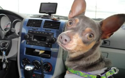 Oh Poo! What to Do with Doggie-Doo